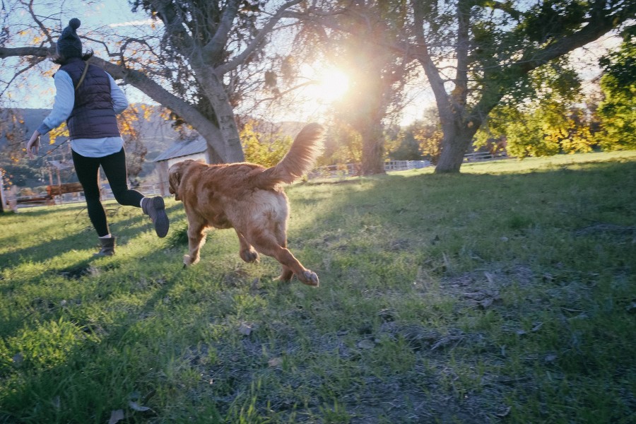 dog, pet, golden retriever, woman, one person, people, outdoor, running, running, exercise, sunset, park, outdoor, leisure, sport,
