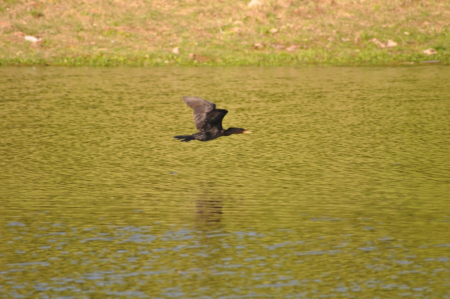 One Animal, Duck, Ducks, Flying, Lake, Green 