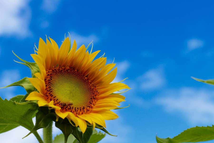 blossom, floral, plant, bright, sky, flower, sunflower, nature, agriculture, summer, yellow, field, beauty, beautiful, growth, flora, background, natural, leaf, blooming, green, blue, sunny, sun, closeup, colorful, season, petal, garden, outdoor, rural, landscape, seeds, vibrant, petals, sunlight, close-up, meadow, farming, botany, bee, spring, nectar, pollination, sunbeam