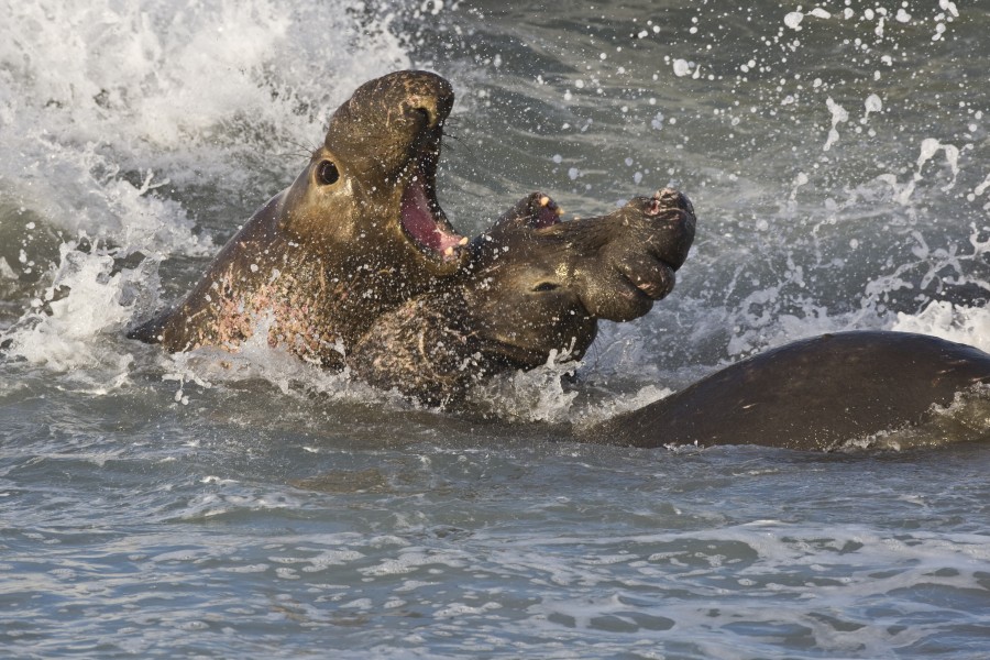 elephant, fight, male, males, fighting, ocean, sea, coast, united states, california,