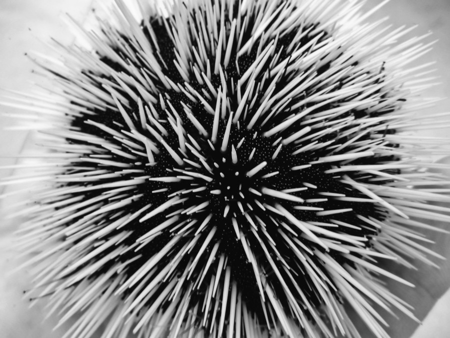 abstract,black and white, animal, sea, shapes, erizo