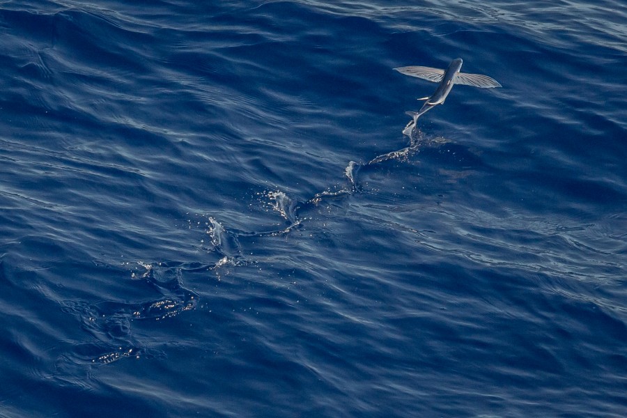 Exocoetidae, flying fish, fish, ocean, sea, water, ocean, wildlife, flying, nature,