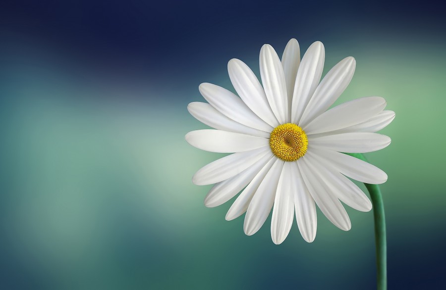 Daisy, flower, petal, petals, nature, closeup, spring, one, white,