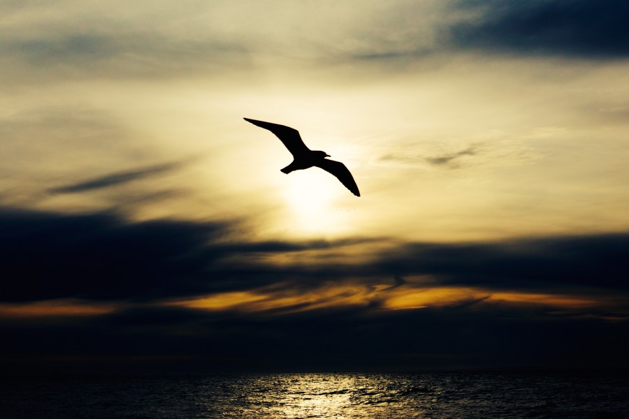 bird, bird, landscape, nobody, sky, sunset, sunset, sunset, coast, sea, beach, seagull,