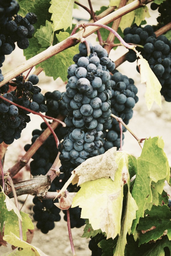 bunch, grape, grapes, fruit, black, vineyard, crop, vine,