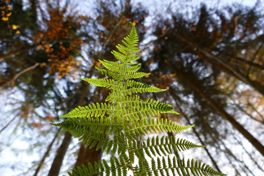 fern, plant, green, forest, grow, nature, landscape, detail,