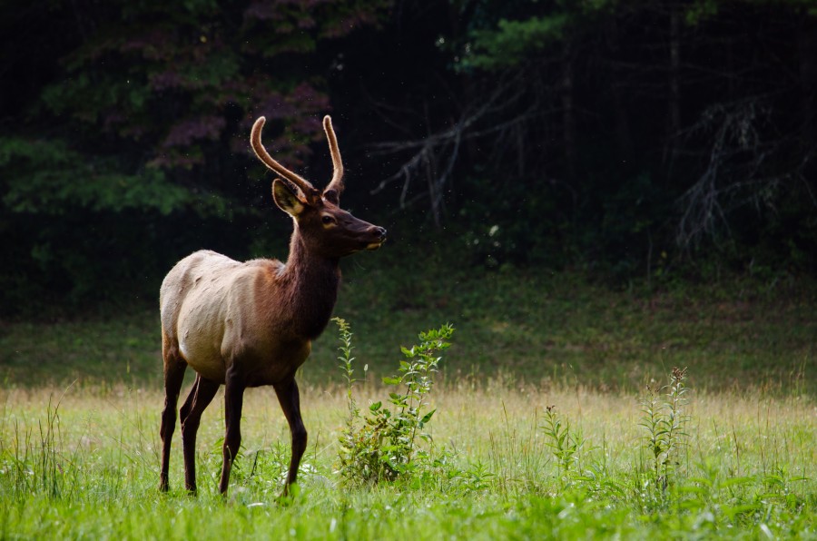 deer, animal, wild, one, close-up, horns, hd wallpaper, 4k wallpaper