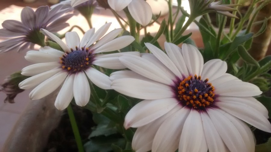 Flower, flowers, gerberas, garden flower pot 