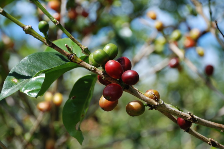 coffee, grain, plant, nature, natural, fruit, fruit, gardening,