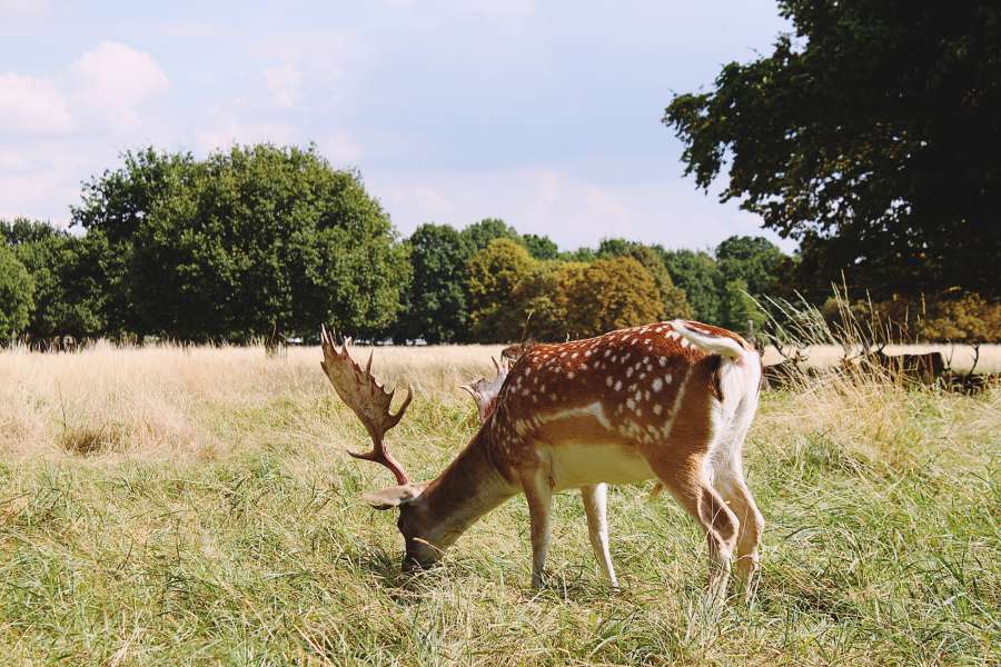 deer, animal, exterior, deer, nature, grazing, posture, horns, antlers,
