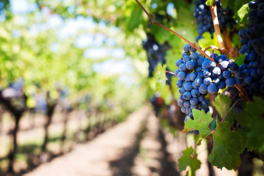 farm green,field farm,blueberry field,fresh,blueberry,blueberries,branch,farm,field,fresh,green,ripe,agriculture,background,berry,blooming,blue,bushes,business,closeup,crop,cultivation,day,early