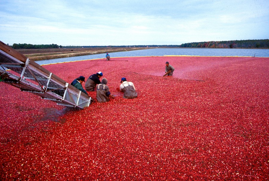 cultivation, plantation, river, agriculture, people, work,