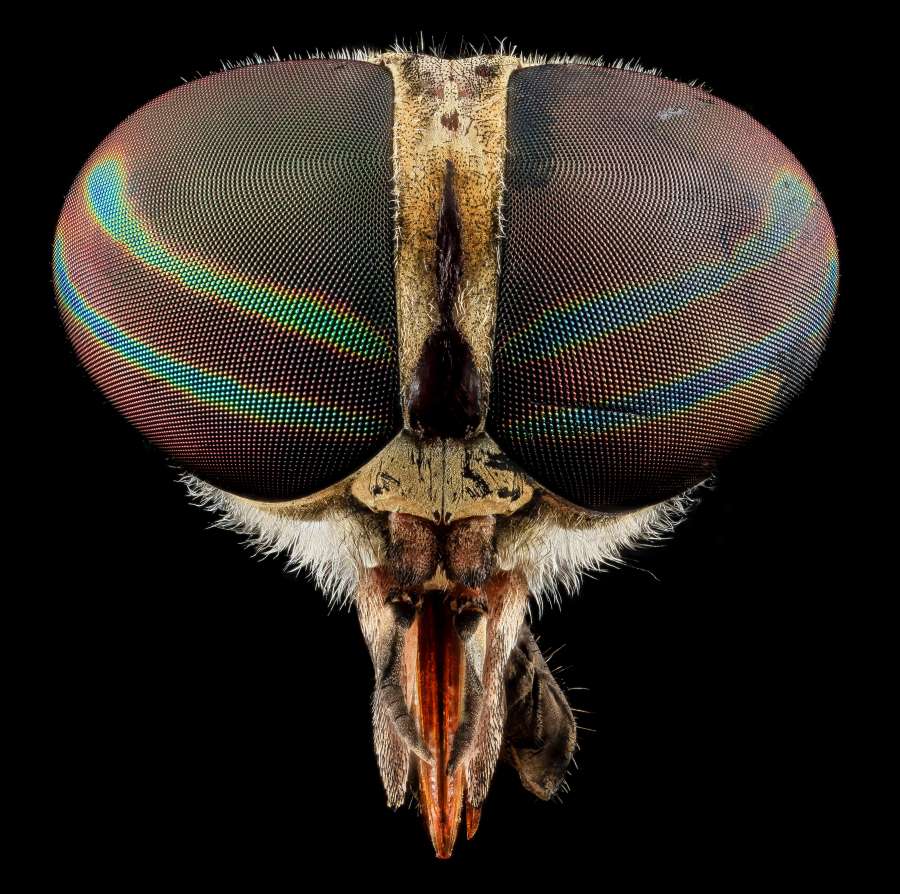fly, insect, macro, animal, bite, blood, mosquito, nature, suck, close-up, eye, itch, disease, epidemic, pest,fly, nobody, one animal, insect, close up, single object, photography, dead, horizontal, death, surface level, intruder, vulnerability, fly flap, differential focus, color image, bug, animals, studio shot, copy space, irritation, plastic, grid, fly swatter, cut out, no people, insect killer, indoors, drinking glass, cropped, transparent, upside down, tablecloth, trapped, day, table, mosquito pest, handle, swatters, pink, macro, new, fly killer

