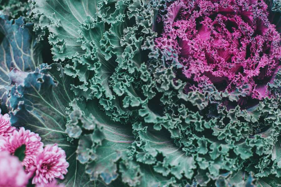 food, red, vegetable, raw, cabbage, diet, ingredient, fresh, organic, purple, vegetarian, healthy, agriculture, salad, closeup, leaf, nature, plant, nutrition, background, natural, white, texture, produce, cut, health, cooking, violet, eat, slice, single, macro, color, vitamin, close, head, freshness, isolated, pattern, nutritious, up, half, sliced, abstract, tasty, delicious, garden, meal, dieting, harvest