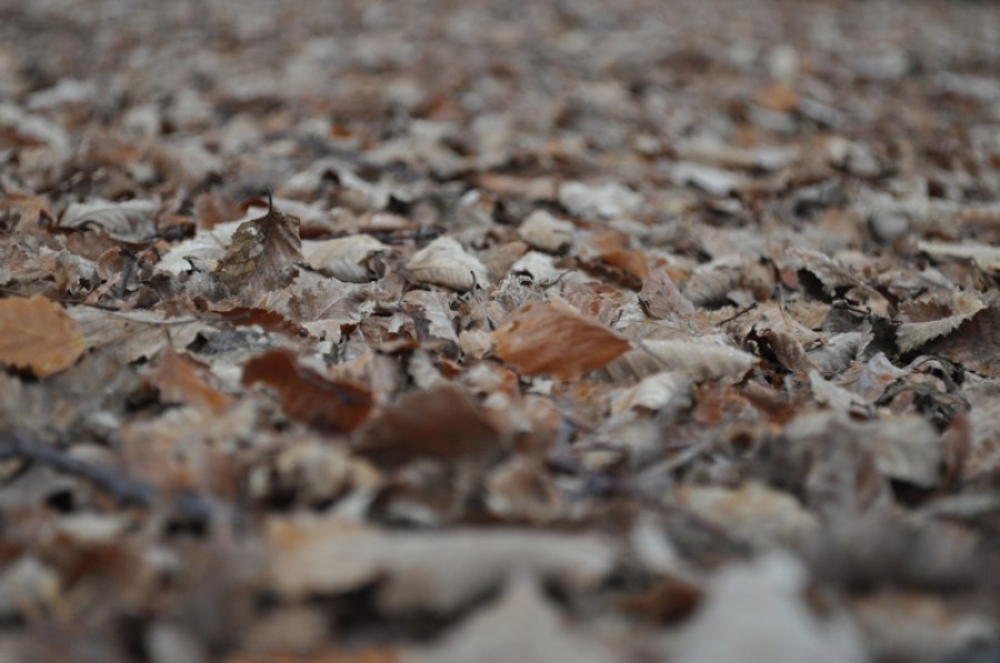 background, background, leaf, leaves, dry, dry, dry, autumn, brown, stack, exterior, garden, 