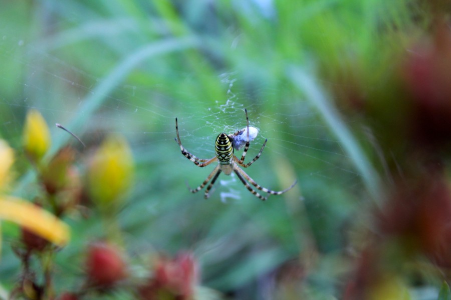 insect, spider, spider, web, fabric, red, close-up, nature,