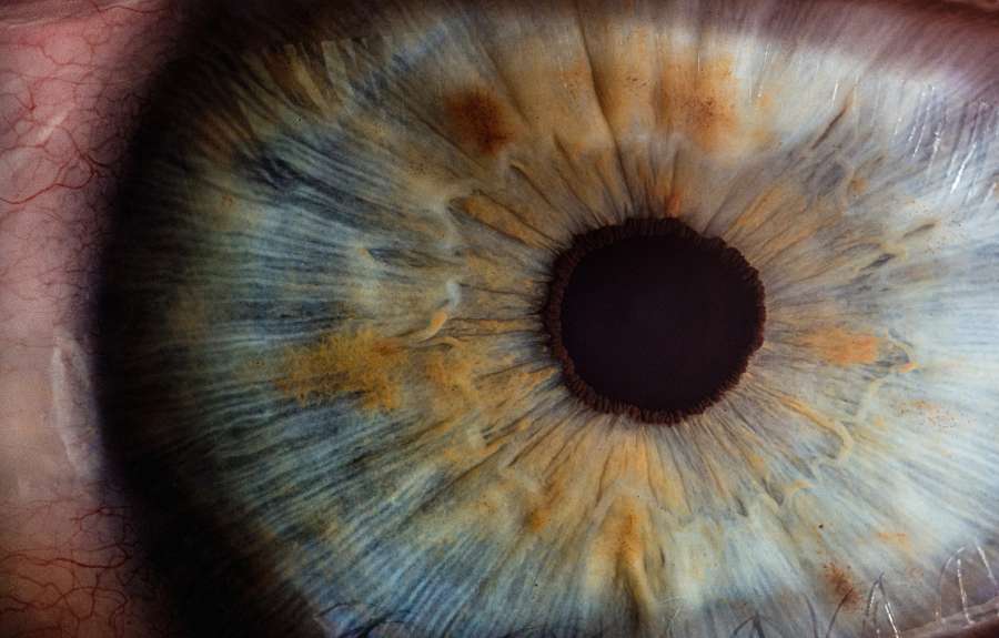 eye, iris, pupil, look, see, lens, vision, eyeball, mesmerize, illustration, retina, open, sight, anatomy, big