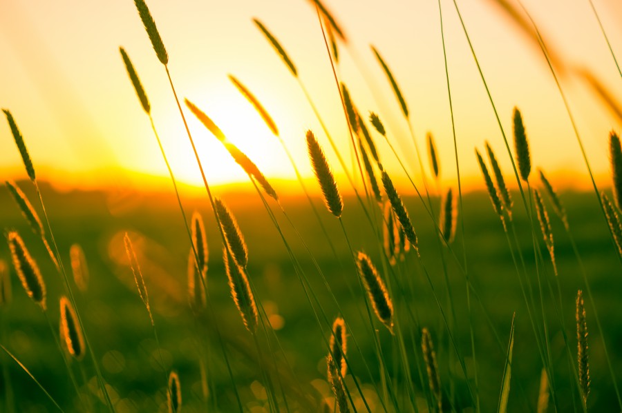 sunset, field, rural scene, landscape, nobody, pin, sunset, sunset,
