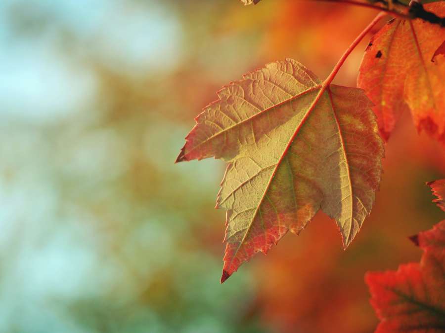 Autumn, Leaf, Orange, Fall, Leafe, Colorful, Wallpaper, Fall Wallpapers, Fall Backgrounds, Leaves, Autumnal, Abstract
