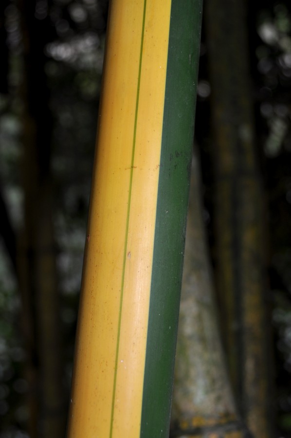 closeup , nature, forest , jungle, cane, bamboo , bamboo , green , yellow , strong , wood,