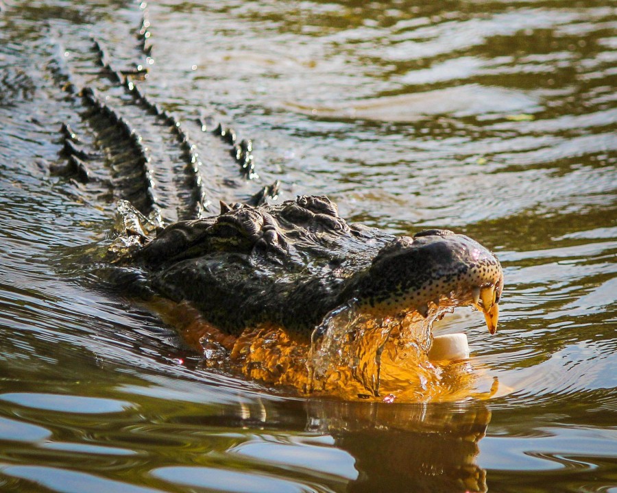 alligator, reptile, river, animal, predator, endangered, nature, cocodrile