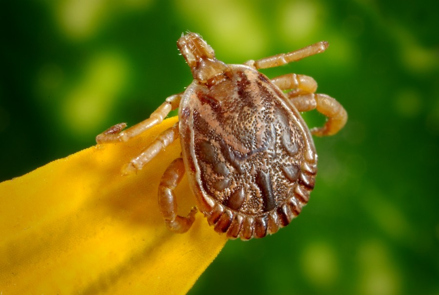 tick, insect, close-up, small, invertebrate, nature,