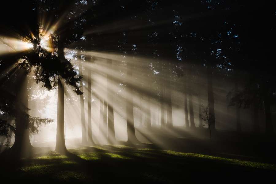light, forest, sun, bright, background, fog, nature, fire, holiday, sunlight, tree, woods, season, fireworks, night

