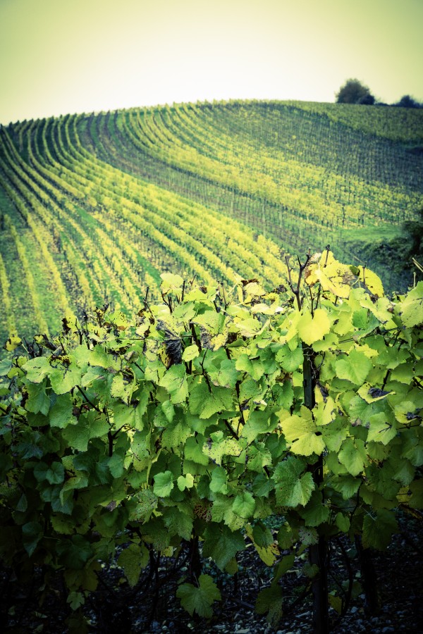 Anbau, Berg, Bocksbeutel, Flasche, Fhre, Gourmet, Heckenwirtschaften, Kulinarik, Main, Mainfranken, Nordheim, Rebe, Rebstock, Tal, Tourismus, Unterfranken, Vogelsburg, Wein, Weinbaugebiet, Weinfest, Weinfranken, Weinstube, Winzer, Wirtshauskultur, flussbett, franken, genuss, oberfranken, wandern, wirtshaus, Landscape, Europe, Germany, Wine, 