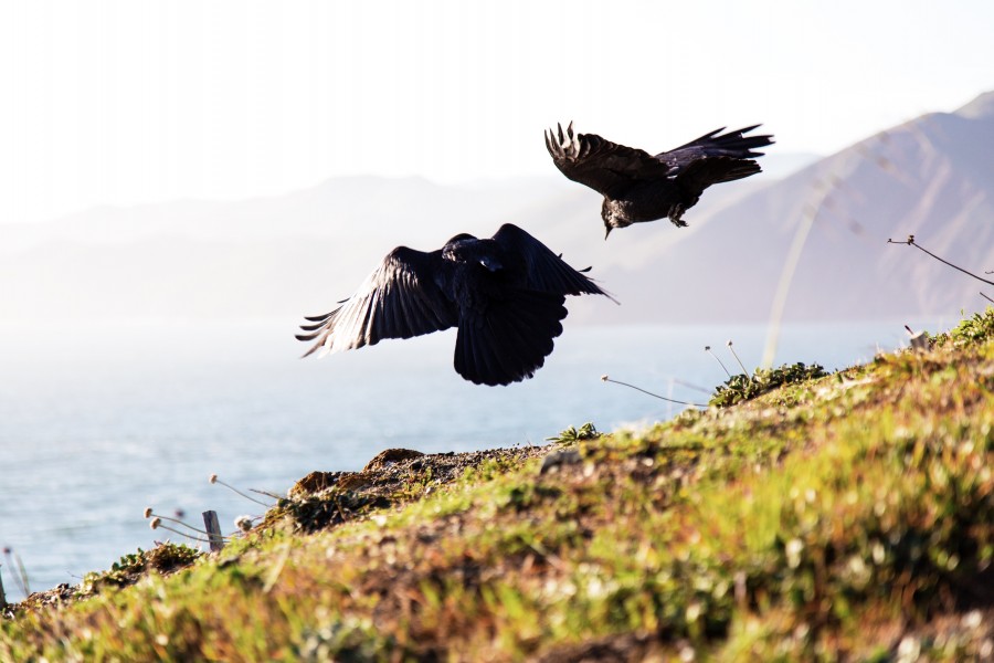bird, birds, coast, bird, birds, black, flying, flying, wild, nature