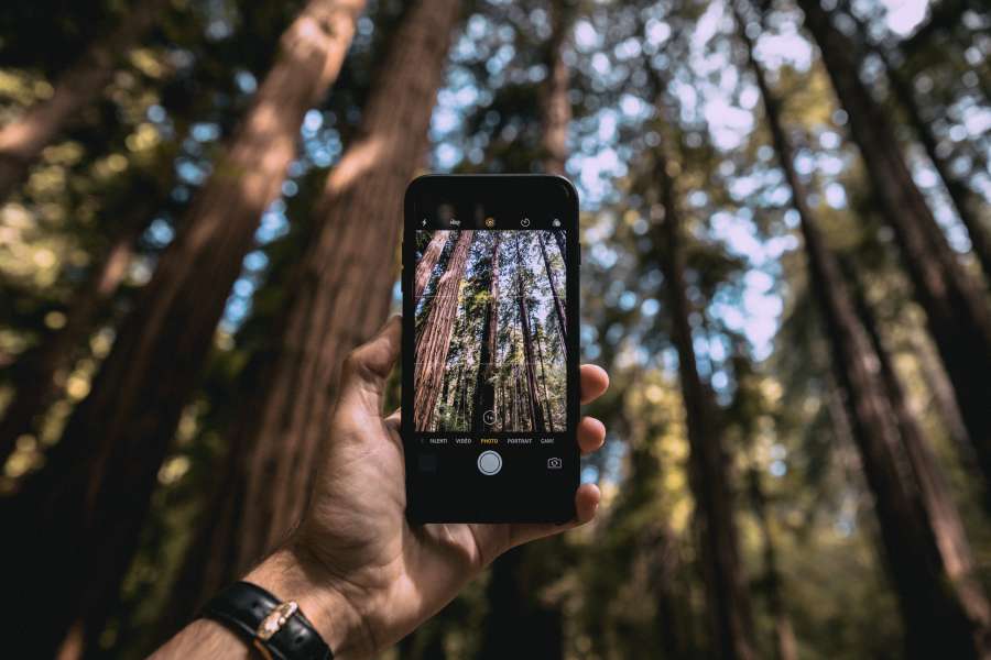 photo, smartphone, phone, photo, take, vacation, forest, exterior, day, man, adventure, tree, trees, travel, nature, landscape, beauty,
