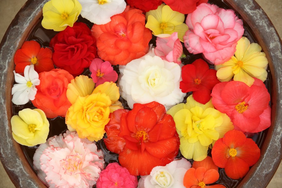 flowers, flower vase, color, colorful, spring, background, background, nobody, colors,