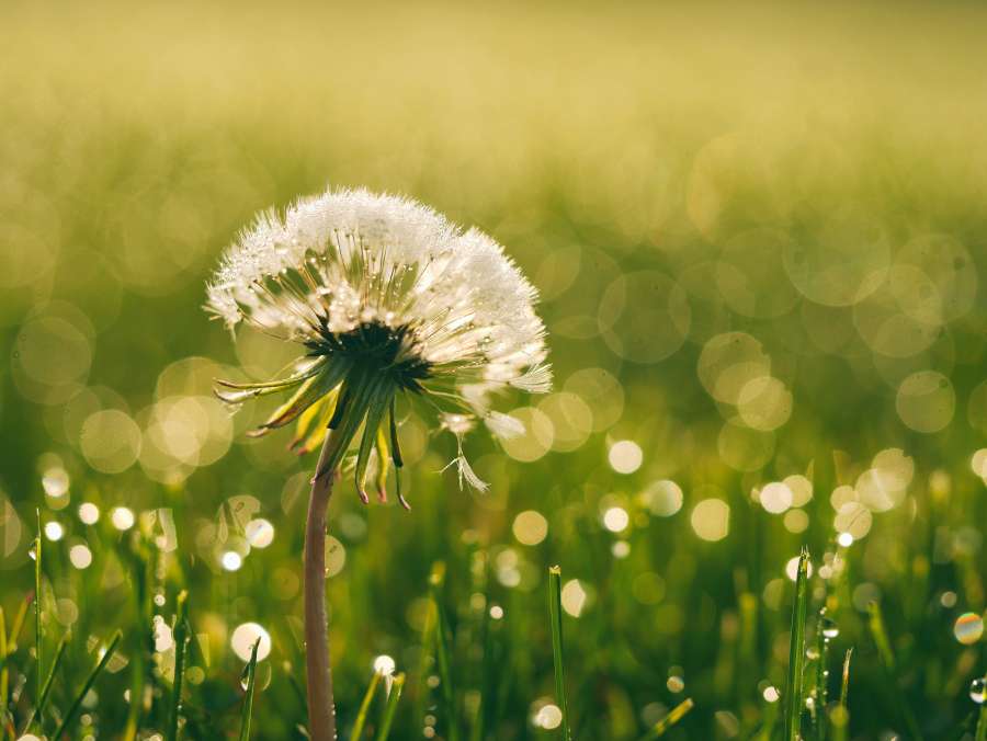 bloom, flower, dandelion, dew, flora, wallpapers hd, macro, nature, plant, humid