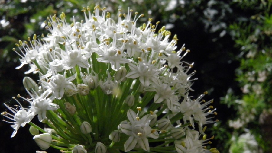 Flower, Flowers, Onion