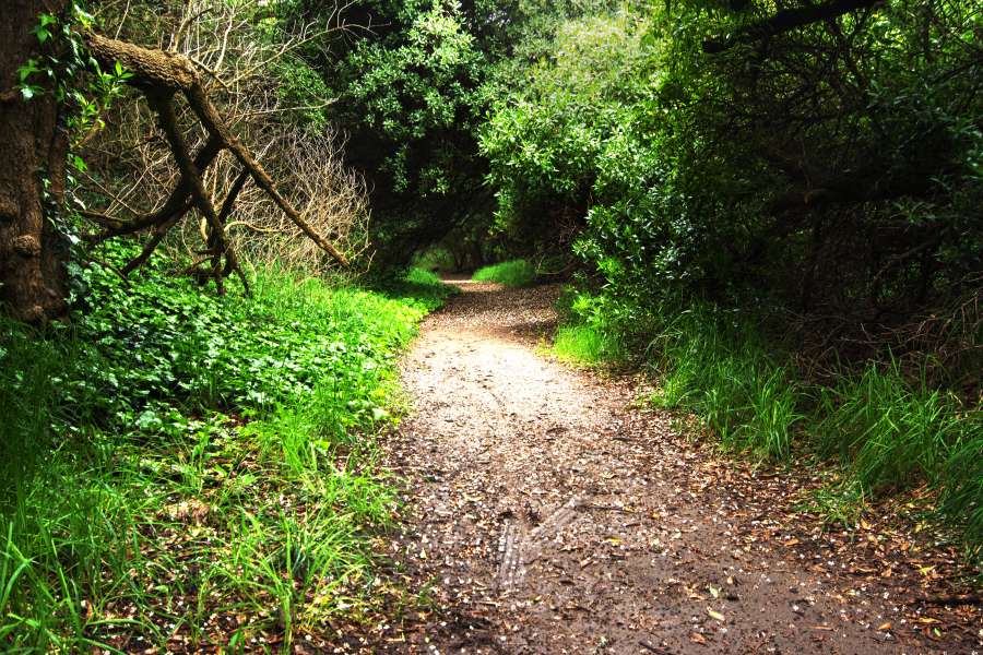 woods, nature, forest, tree, landscape, path, light, outdoor, green, road, beautiful, sun, sunlight, wood, background, autumn, environment, foliage, summer, woodland, natural, morning, mist, fog, spring, fall, park, season, trees, trail, scene, yellow, scenery, leaves, leaf, colorful, sunny, view, sunrise, travel, sunshine, blue, dark, footpath, scenic, plant, way, color, beauty, horizontal