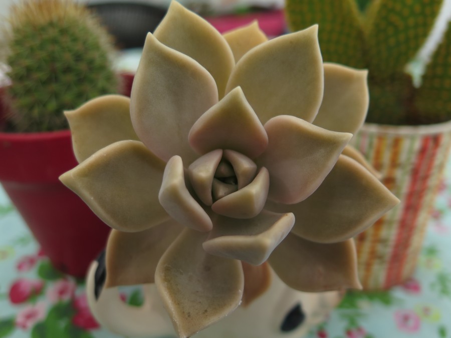 succulent, plant, cactus, closeup, flower, petals, nature,