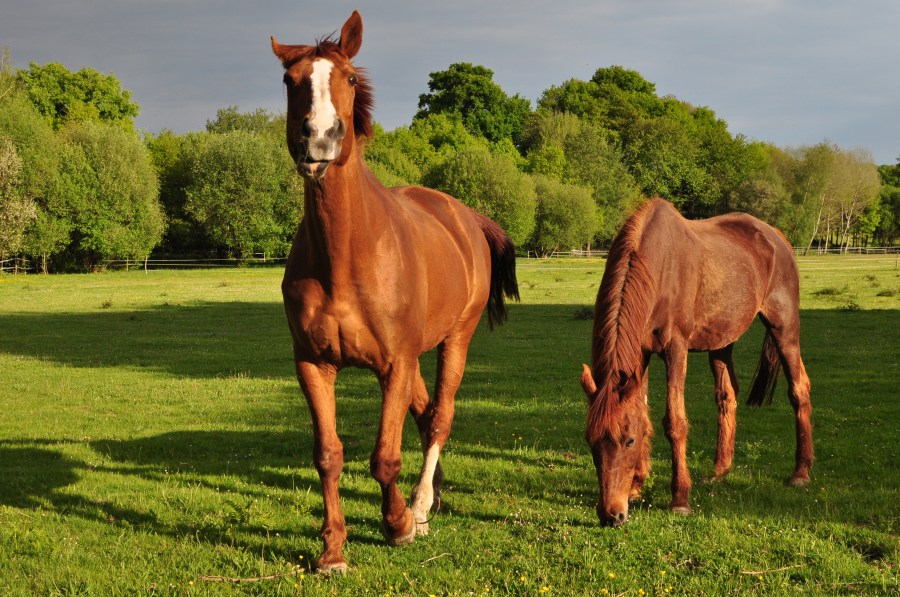 horse, horses, animal, animals, brown, field, rural scene, looking at camera, grazing, pasture, two, sunset, grass, eat, eating, 