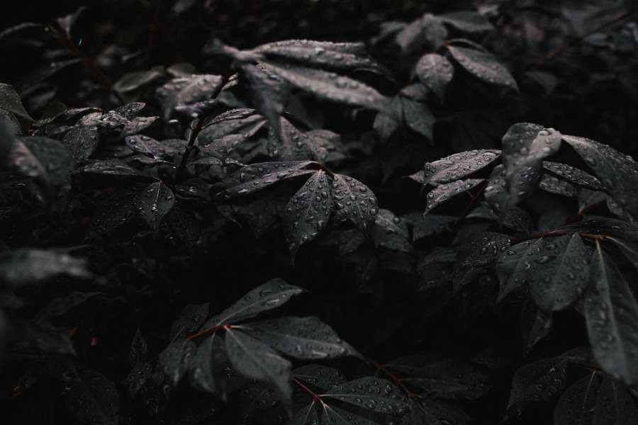 Leaf, Raindrop, Waterdrop, Rain Drop, Water Drop, Leaves, Tree, Black, Dark, Wallpaper, Black Wallpapers, Black Background