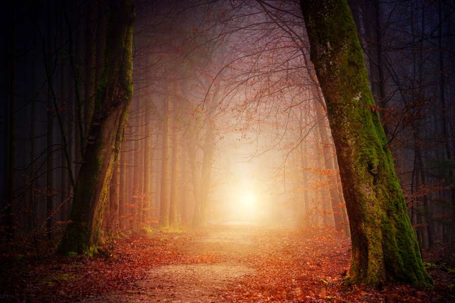 forest, light, landscape, foliage, wood, park, beautiful, tree, nature, sunny, sunlight, beauty, sun, shine, natural, environment, sunshine, green, leaves, trees, plant, woods, outdoors, season, path, bright, spring, secrecy, rocks, colors, ray, fire, scary, magician, demon, long, frog, dark, ghost, wild, moonlight, woman, bizarre, fear, cooks, leafy, halloween, magic, anger, tropics, danger, shadow, toad, mystery, blue, spooky, screaming, hunched, ruins, temple, wizard, evil, stones, cauldron, witch, ancient, goth, ritual, night, horror, gothic, potion, black, medieval, girl, shouting, sacrifice, photograph, bared, wilderness, vibrant, countryside, scenics, footpath, alley, brown, orange, colorful, beam, fresh, autumn, pathway, golden, road, plants, river, trunk, tranquil, pine, day, color, fall, red, yellow, rural, untouched, woodland, scenery, ecology, vegetation, bush, daytime, tropic, wilds, outdoor, climate, unspoilt, photo, jungle, through, tropical forest, nobody, scenic, rain forest, flora, tropical jungle, environmental, untamed, outside, daylight, morning, tropical