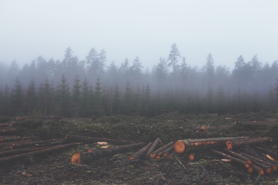 Deforestation, timber, environment, logging, cutting, tree, trees, cut, cut, industry, forest, pine, pines,
