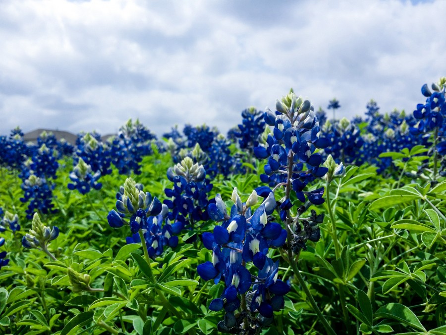 field, flower, flowers, blue, purple, color, nature, spring,