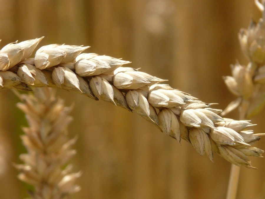ear, wheat, cereal, grain, field, wheat field, cornfield, plant, eat, food, food, herbal, spike,