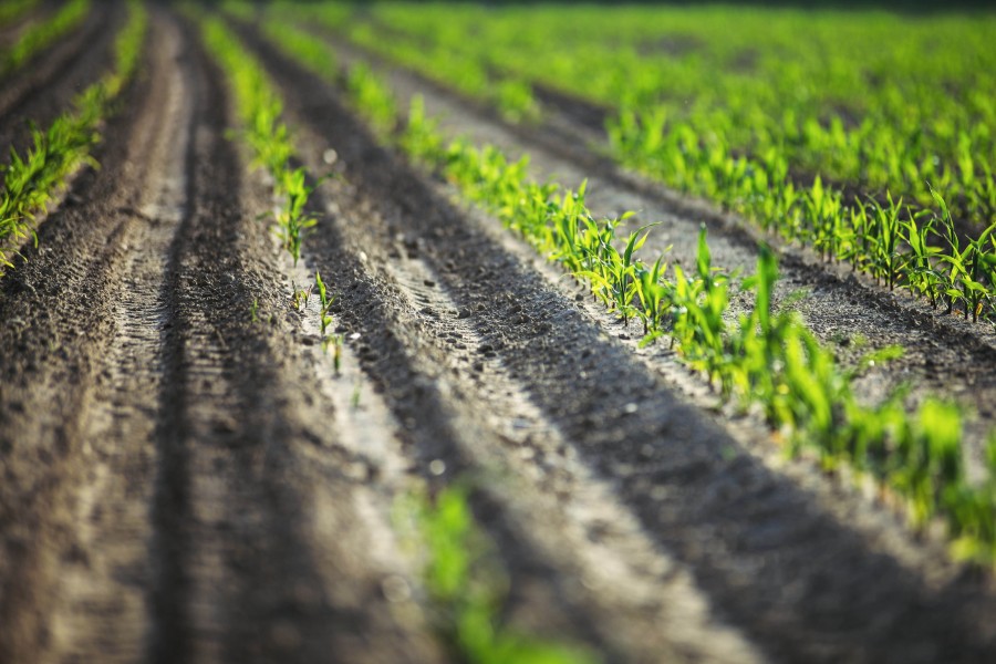 splitshire, corn, farming, planting, growing, industry, field, plant, 