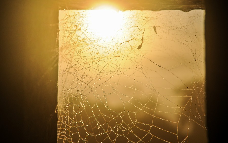 Sky, Yellow, dew, insect, morning, nature, spider, spider web, sun, sun set, sunrise, 