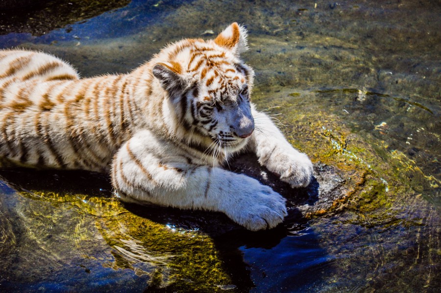 bengal tiger, animal, hunter, wild animal, majestic, Panthera tigris tigris, Indian tiger, rock, water, albino, white, guardian of the jungle, mammal, stripes, feline, hunting, predator, nature, loner, one animal