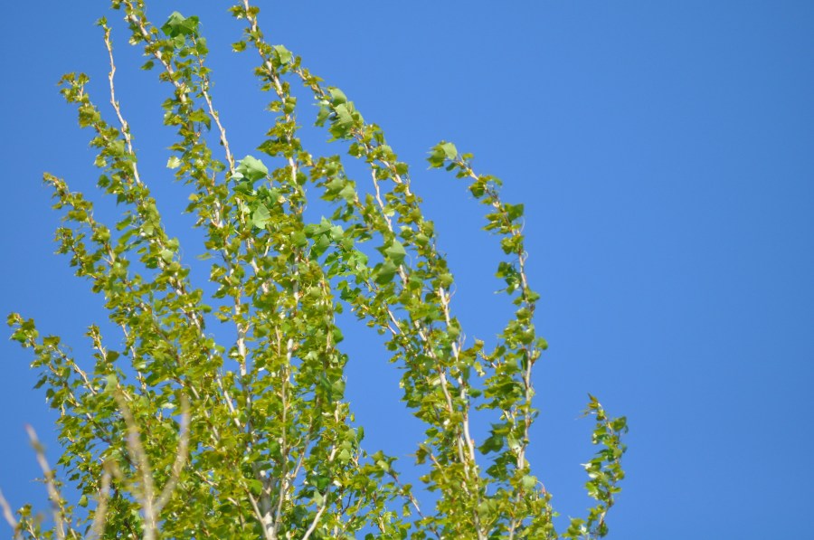 Green, Light Blue, Sky, Tree, Leaves 