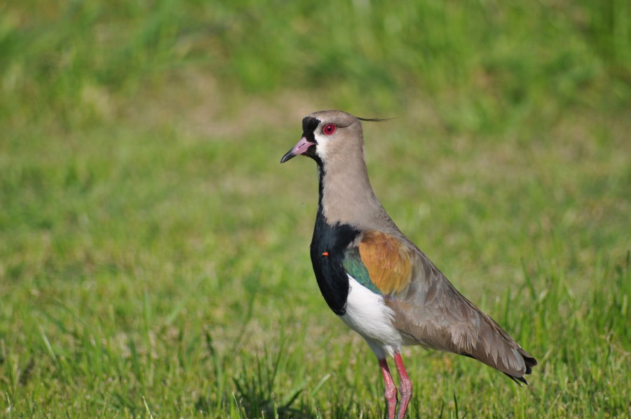One Animal, Bird, Tero 
