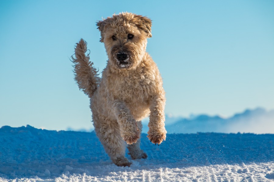 Blue, sky, snow, playing, jump, jumping, naughty, mischief, Pet, Dog, Animal, Cute, Portrait, Cut Out, Cheerful, Looking At Camera, Studio Shot, Mouth Open, Color, Carefree, Animal Mouth, One Animal, Photography, Animal Body Part, Fur, mane, adorable, tender, sweet, playful, kind, friend, faithful friend, faithfulness, Tenderness, pet, pet, family, Pets, animals, breeds, thoroughbred, mongrel, cheerful, sympathetic, nice, cuddly, loving, Hound, puppies, Images, free images, photography, free
