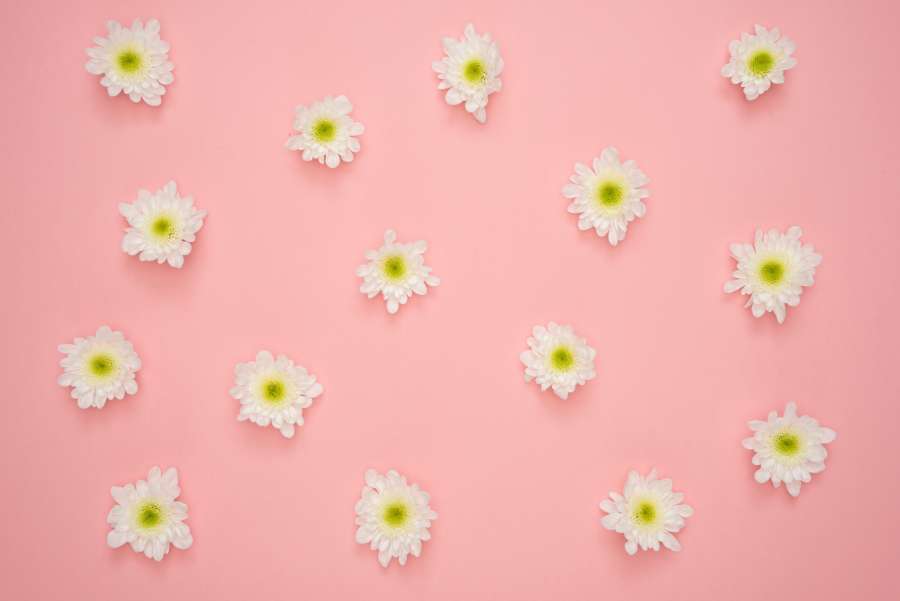 abstract, art, beautiful, bloom, blossom, decoration, design, element, flora, flowers, graphic, illustration, leaf, paper, pattern, pink background, wallpaper 4k, white flowers