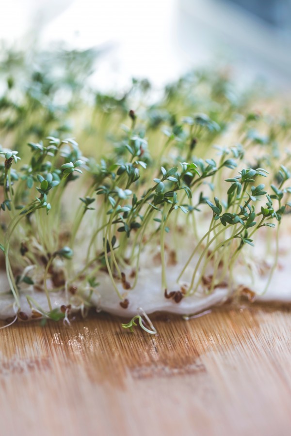bud, germination, germinate, plant, grow, nature, education, experiment, food, Bean sprouts