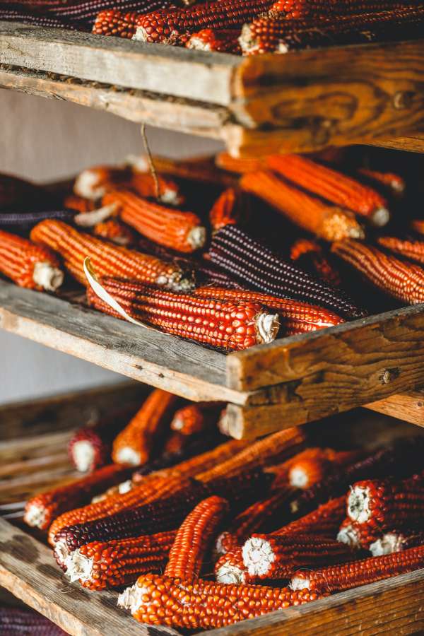 corn, colorful, purple, cob, healthy, vegan food, maize, nature, harvest, organic, andean crops, andean, native, agriculture, vegetable, peru, andes food, peruvian, red, white, farm, grain, peruvian food, market, food, ingredient, choclo, species, cereals, yellow, fall, inca, selective focus, nutrition, closeup, natural, plant, andes mountains, super foods, traditional, background, nutritious, diet, quechua, uncooked, nobody, culinary, varieties, america, seed